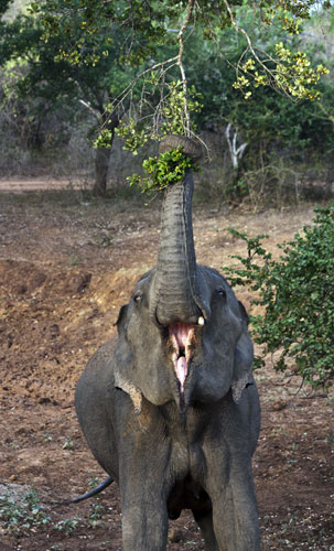 Bell Elephant Breakfast