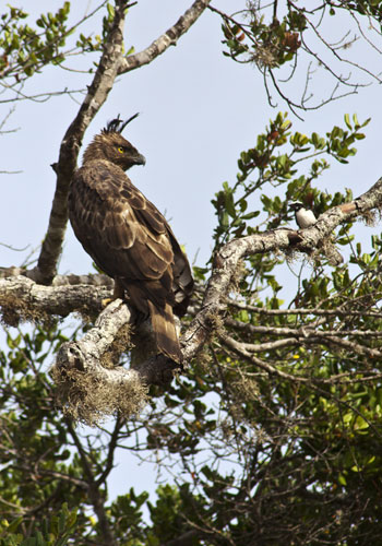 Crested Serpent Eagle