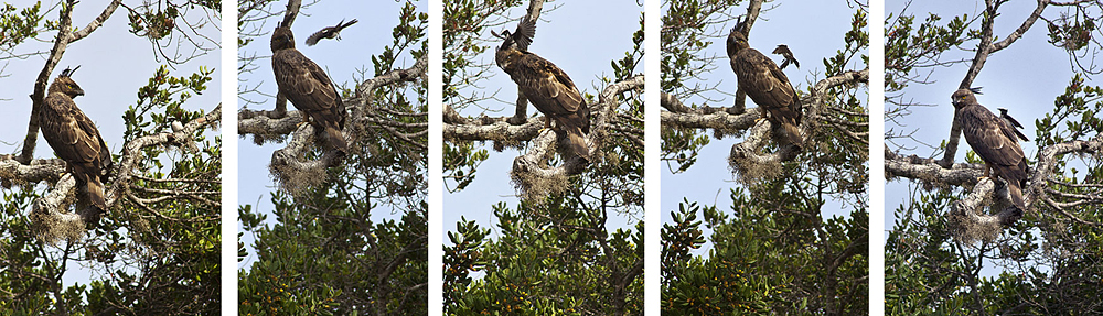 Crested Serpent Eagle-Harrassed by small bird