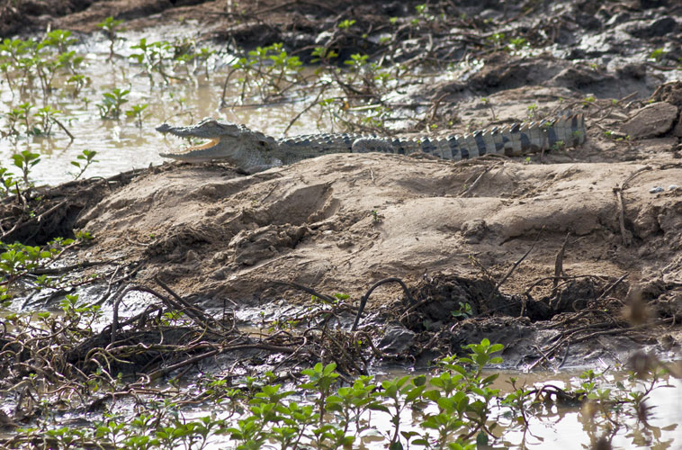 Baby Crocodile