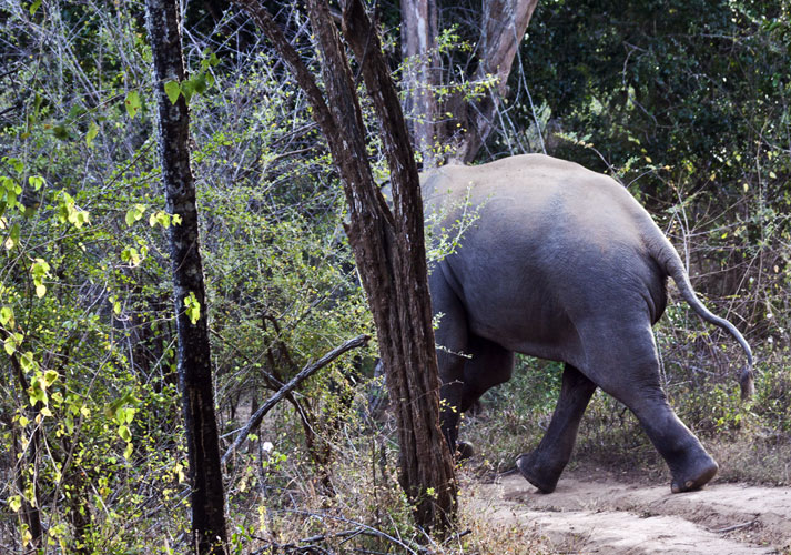 Vanishing Elephant