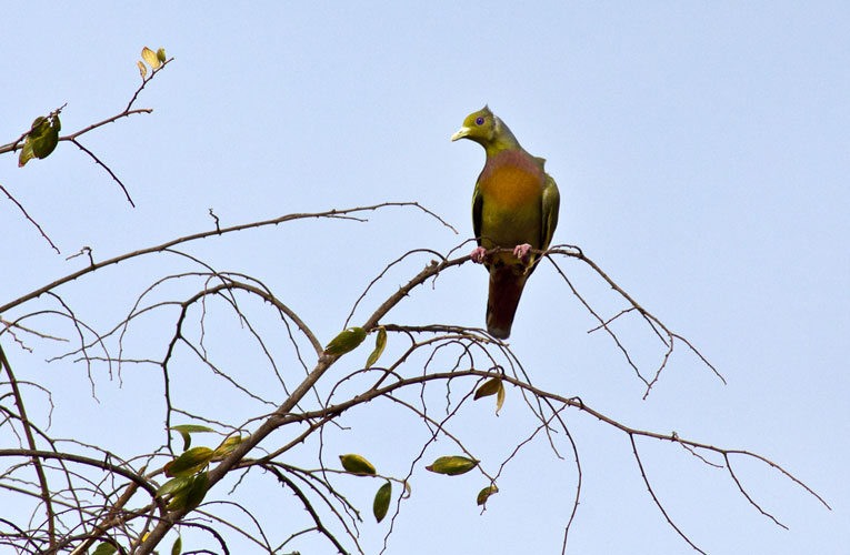 Green Pigeon