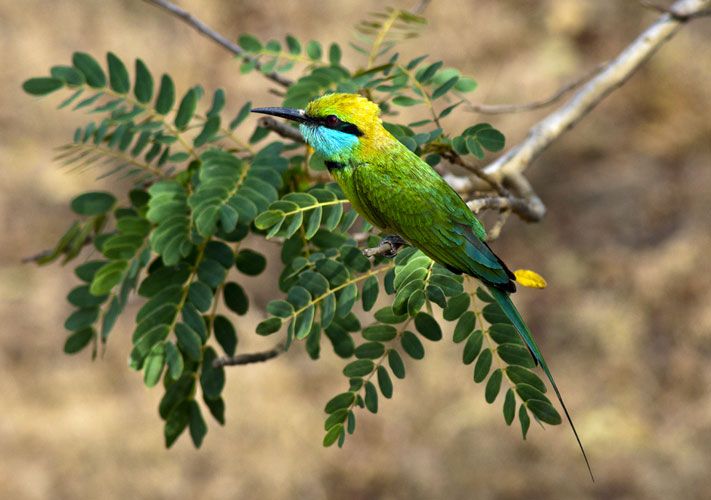 Green Bee Eater