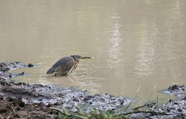 Pond Heron