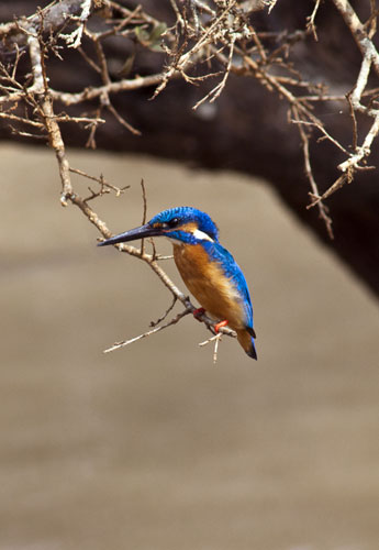 Common Kingfisher