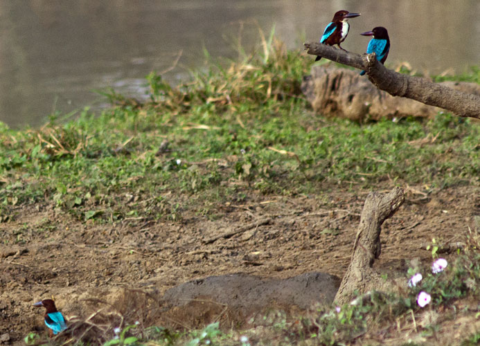 Kingfishers