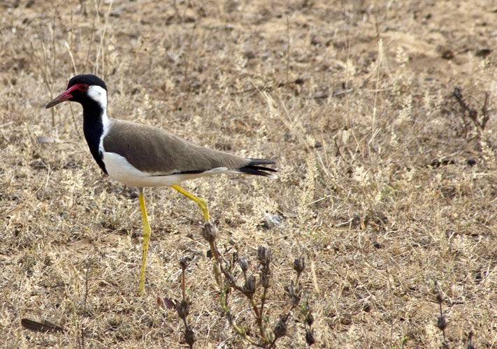 Lapwing on Land