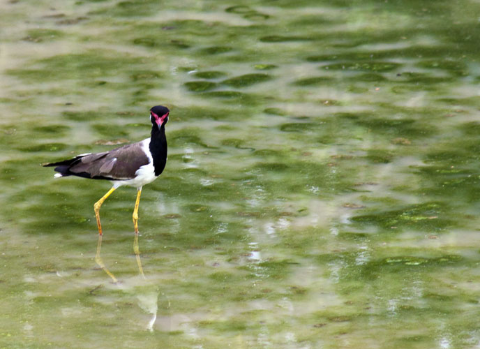 Lapwing in Water