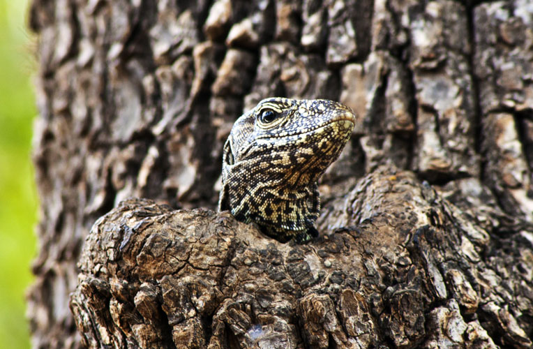 Monitor in Tree