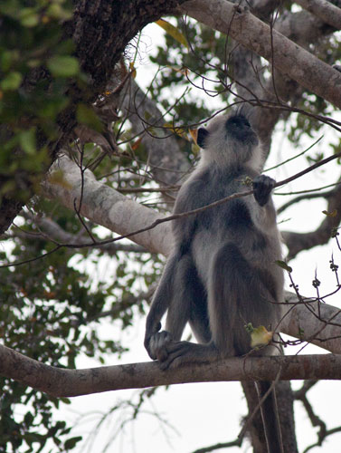 Monkey Watching