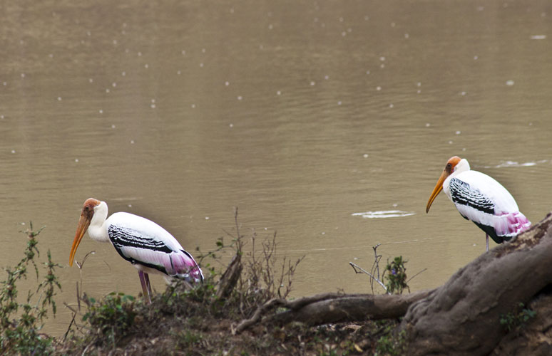 Painted Storks-Parallel