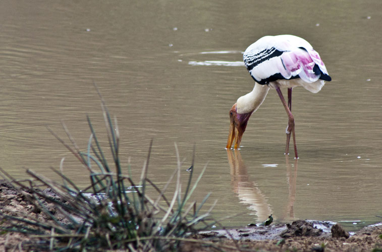 Painted Stork-Breakfast