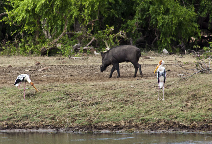 Boar with Painted Storks