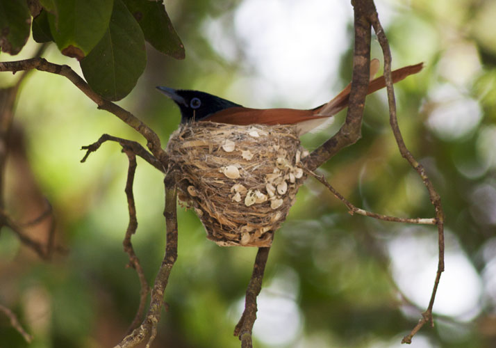 Paradise Flycatcher