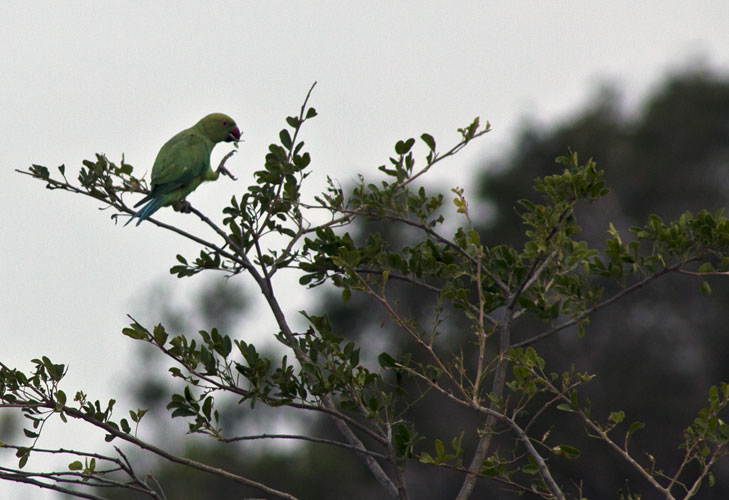 Parrot-Breakfasting