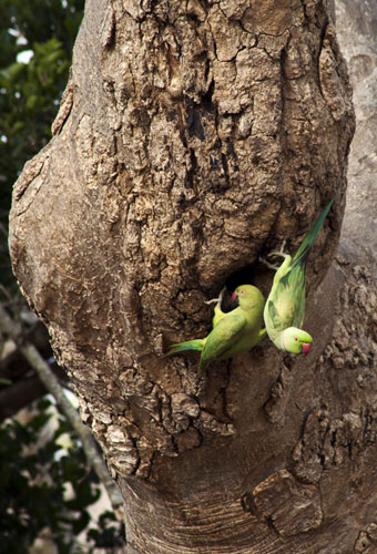 Parrakeet Nest