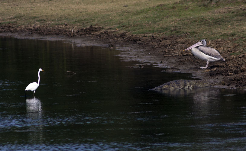 Crocodile with Pelican