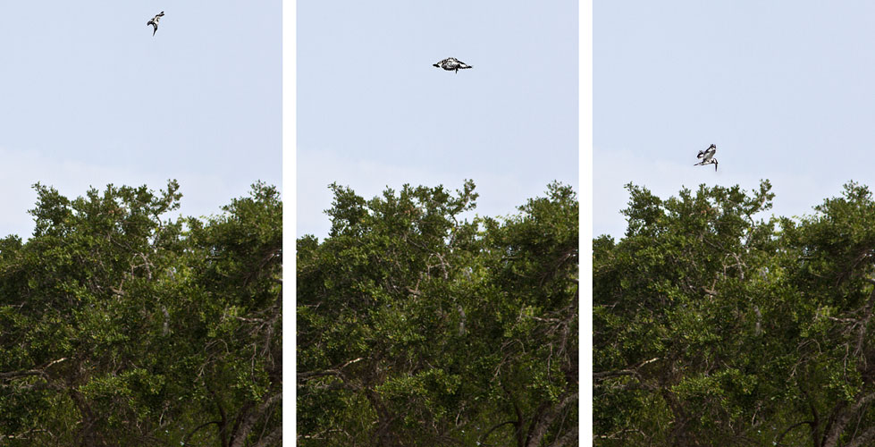 Pied Kingfisher-Hunting Sequence