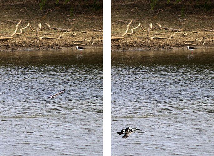 Pied Kingfisher-Fishing Sequence