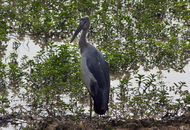 Stork