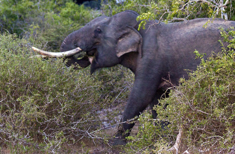 Tusker at Twilight