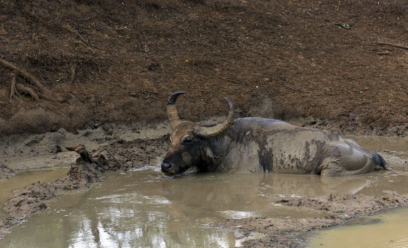 Water Buffalo Spa